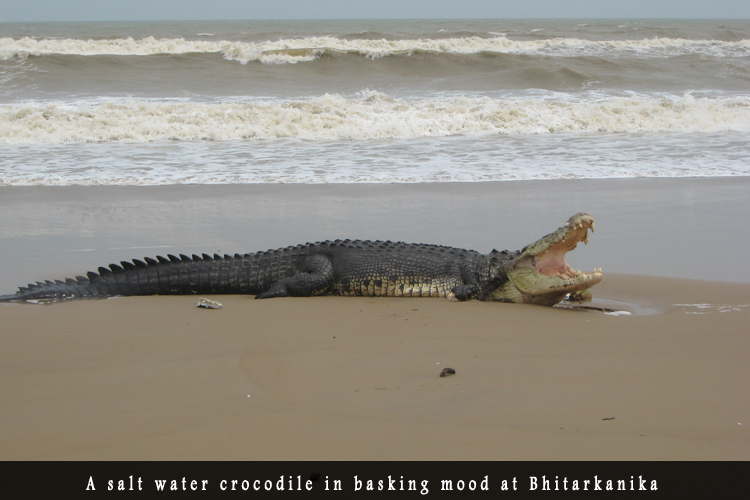 Odisha Biodiversity Boad