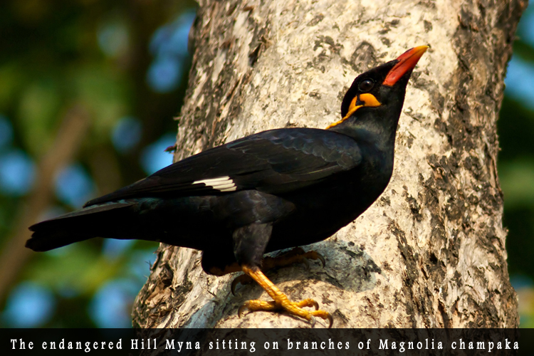 Odisha Biodiversity Boad