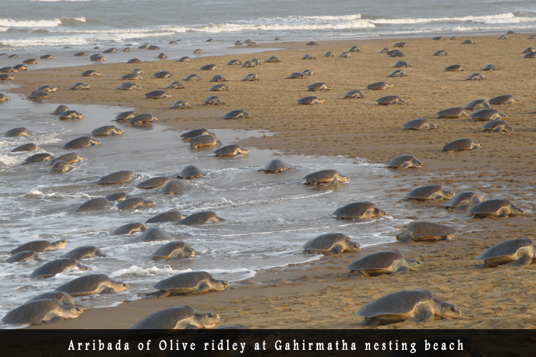 Odisha Biodiversity Boad