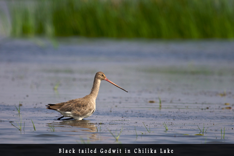 Odisha Biodiversity Boad