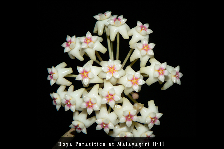 Odisha Biodiversity Boad