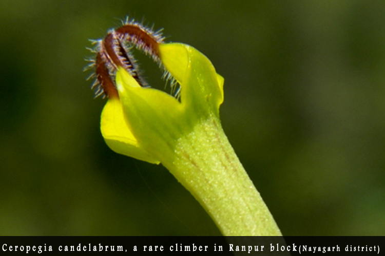 Odisha Biodiversity Boad