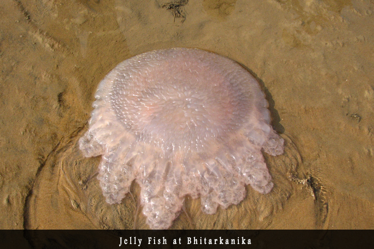 Odisha Biodiversity Boad