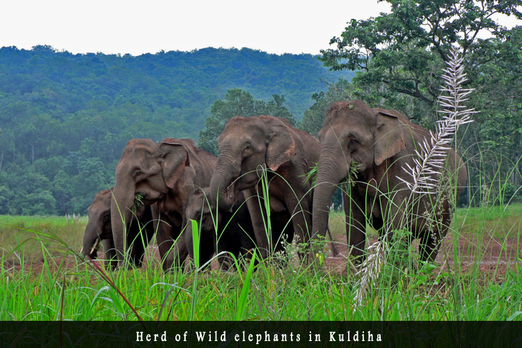 Odisha Biodiversity Boad