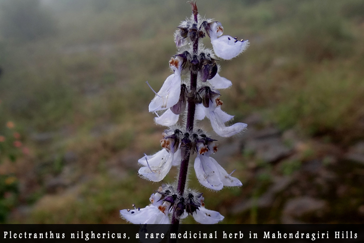 Odisha Biodiversity Boad