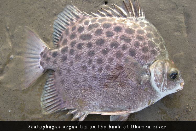 Odisha Biodiversity Boad