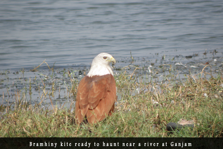 Odisha Biodiversity Boad