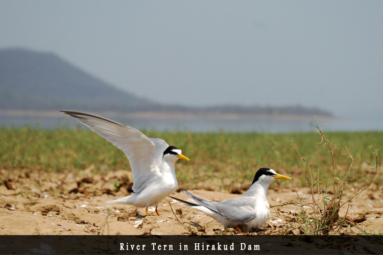 Odisha Biodiversity Boad