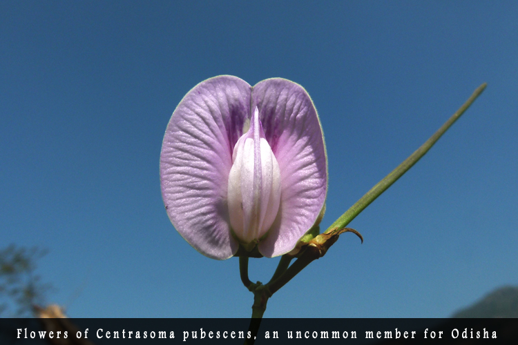 Odisha Biodiversity Boad