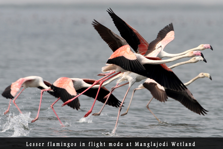 Odisha Biodiversity Boad