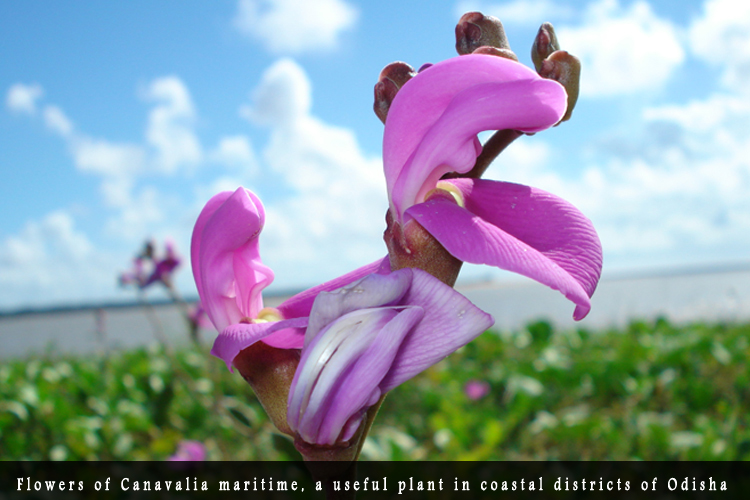 Odisha Biodiversity Boad