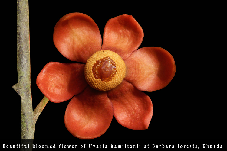 Odisha Biodiversity Boad