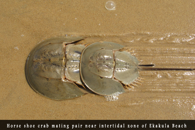 Odisha Biodiversity Boad