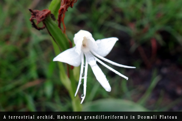 Odisha Biodiversity Boad