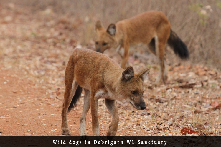 Odisha Biodiversity Boad