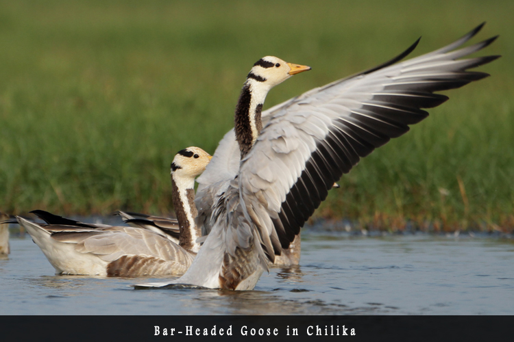 Odisha Biodiversity Boad